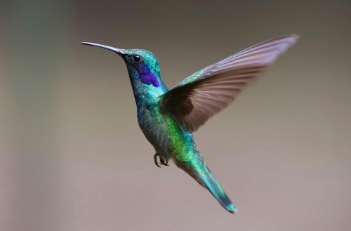 Birds images