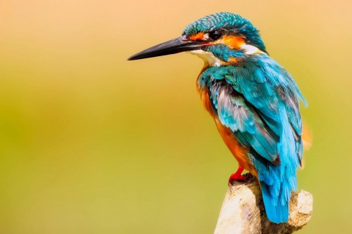 Birds images