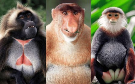 The World’s Weirdest Primates: Fascinating and Unusual Species in Pictures