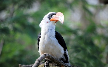 Stunning Birds of the World: Captivating Images and Species Information