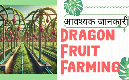 Dragon Fruit Farming के लिए आवश्यक जानकारी | 2 एकड़ में कैसे करें खेती