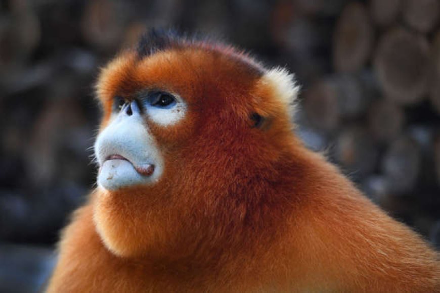 Golden snub-nosed monkey (Rhinopithecus roxellana)