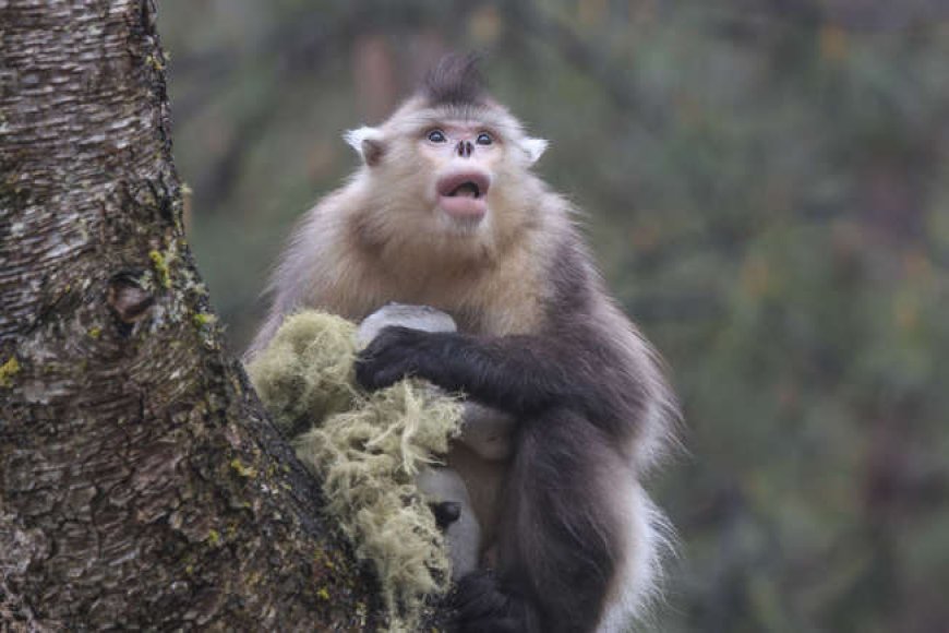 Black snub-nosed monkey (Rhinopithecus bieti)