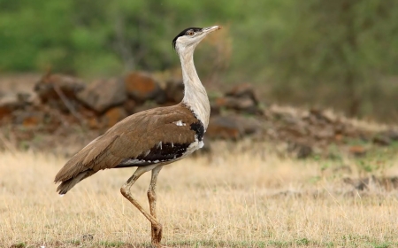 क्या आपको पता है कि महान भारतीय बस्टर्ड (GIB) के विलुप्त होने का कारण क्या है? इस संकट को कैसे टाल सकते हैं?